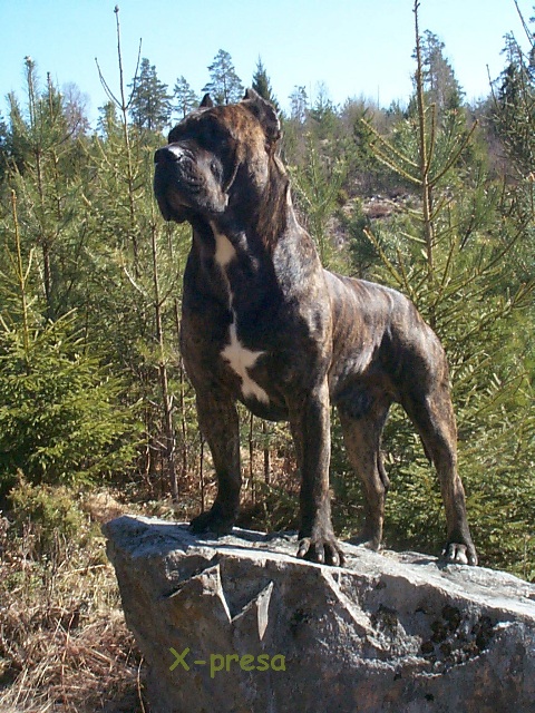 Kamo - (Norway)
Dogo Canario perfection.
Utterly amazing dog! Just fantastic!